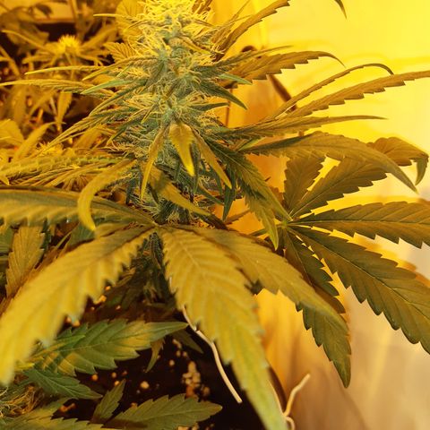 OG Kush Autoflowering #1 growlog timeline photo