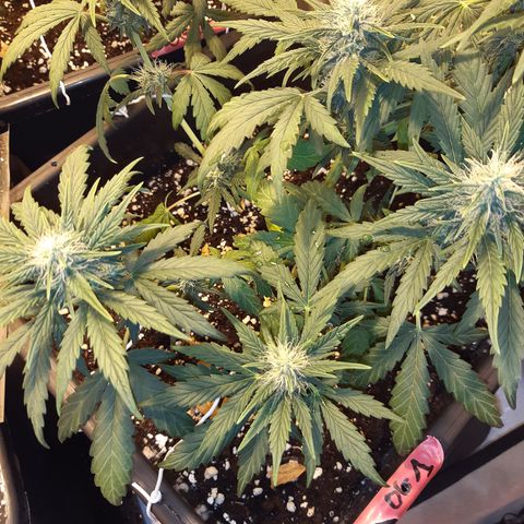 OG Kush Autoflowering #1 growlog timeline photo