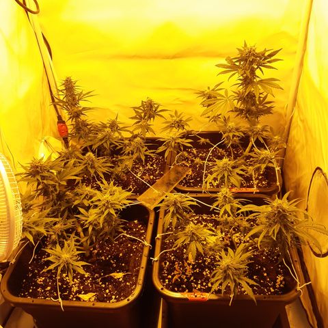 OG Kush Autoflowering #1 growlog timeline photo