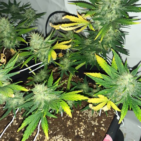 OG Kush Autoflowering #1 growlog timeline photo