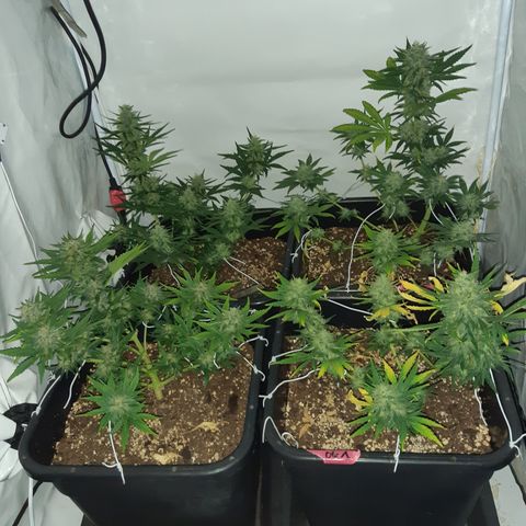 OG Kush Autoflowering #1 growlog timeline photo