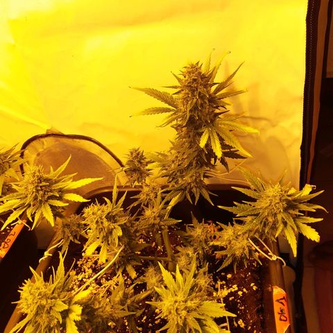 OG Kush Autoflowering #1 growlog timeline photo