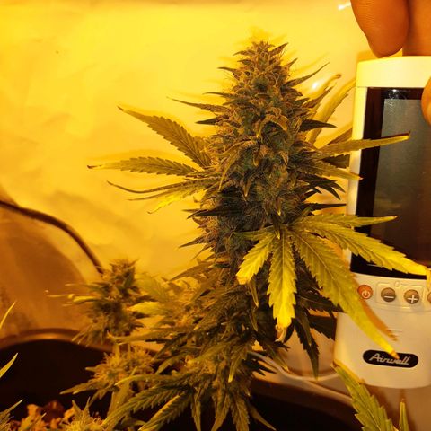 OG Kush Autoflowering #1 growlog timeline photo