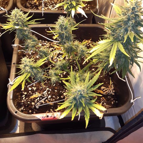 OG Kush Autoflowering #1 growlog timeline photo
