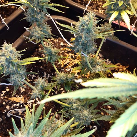OG Kush Autoflowering #1 growlog timeline photo