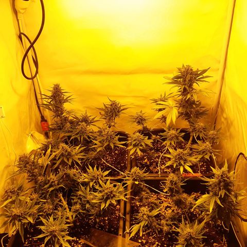 OG Kush Autoflowering #1 growlog timeline photo
