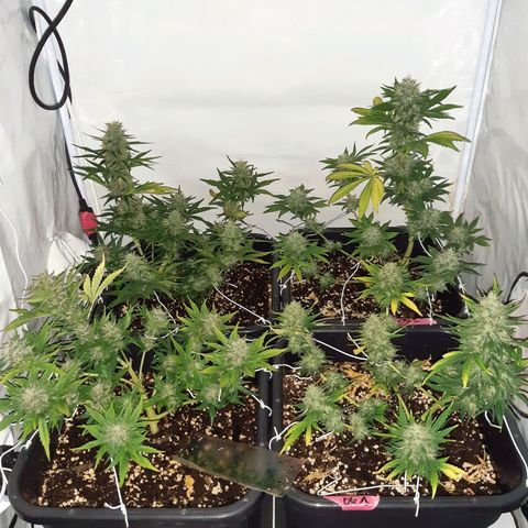 OG Kush Autoflowering #1 growlog timeline photo