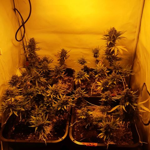 OG Kush Autoflowering #1 growlog timeline photo