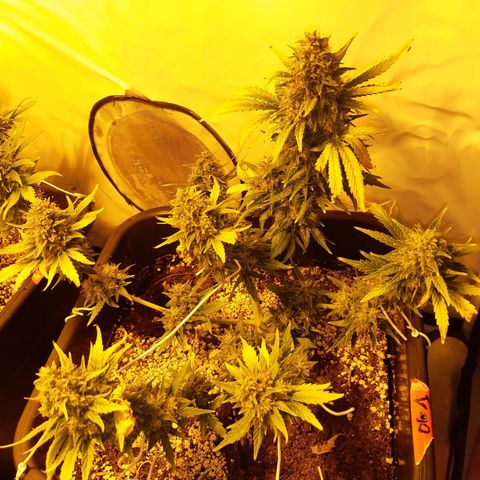 OG Kush Autoflowering #1 growlog timeline photo
