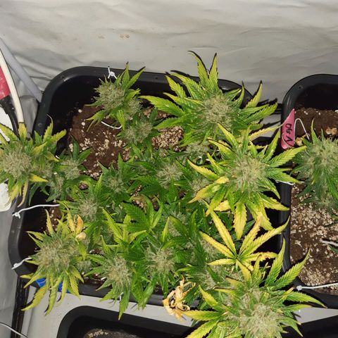 OG Kush Autoflowering #1 growlog timeline photo