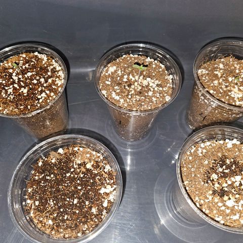 White Widow auto growlog photo: 3 of 5 above,  2 are about to break soil. 