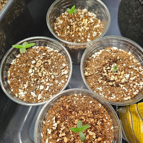 White Widow auto growlog timeline photo