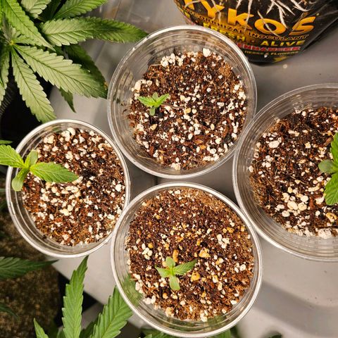 White Widow auto growlog timeline photo