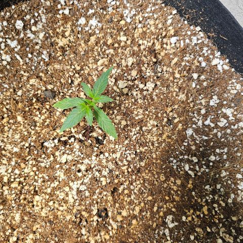 White Widow auto growlog photo: Little 1 is really struggling, may cull. Some older leaves are twisting and dying. New growth looks good. No action needed. 