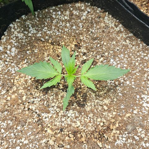White Widow auto growlog photo: Little 1 is really struggling, may cull. Some older leaves are twisting and dying. New growth looks good. No action needed. 