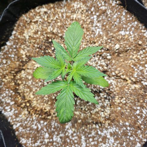 White Widow auto growlog photo: Little 1 is really struggling, may cull. Some older leaves are twisting and dying. New growth looks good. No action needed. 