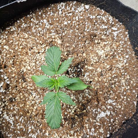 White Widow auto growlog photo: Little 1 is really struggling, may cull. Some older leaves are twisting and dying. New growth looks good. No action needed. 
