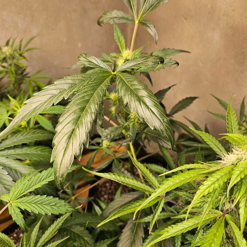 White Widow auto growlog timeline photo