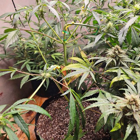 White Widow auto growlog timeline photo