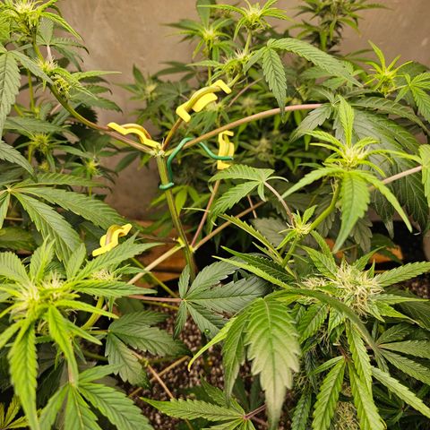 White Widow auto growlog timeline photo