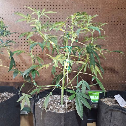 White Widow auto growlog timeline photo