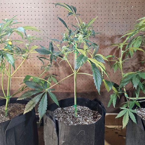 White Widow auto growlog timeline photo