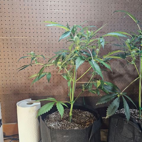White Widow auto growlog timeline photo