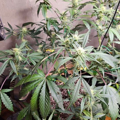 White Widow auto growlog timeline photo