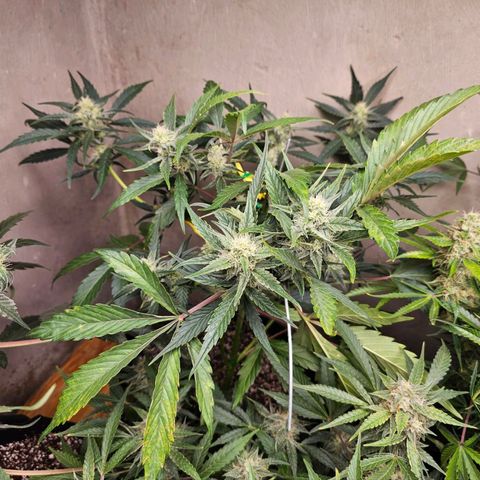 White Widow auto growlog timeline photo