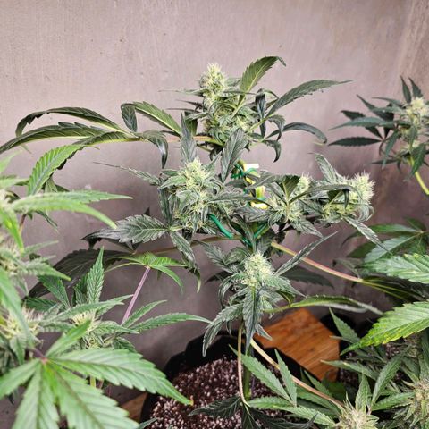 White Widow auto growlog timeline photo
