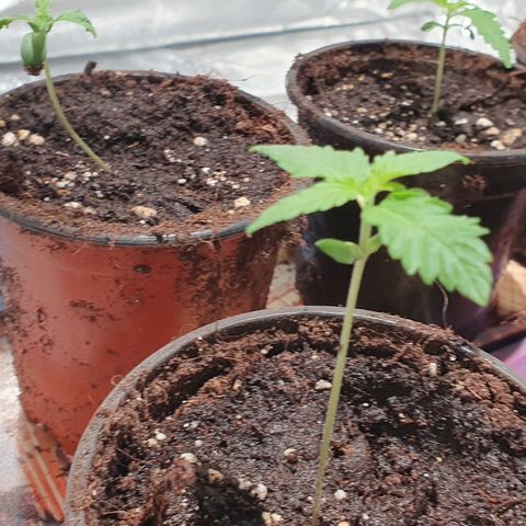 ZMAC growlog timeline photo