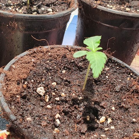 ZMAC growlog timeline photo