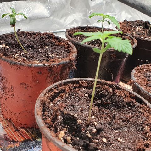 ZMAC growlog timeline photo