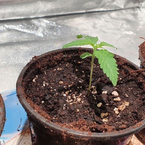ZMAC growlog timeline photo