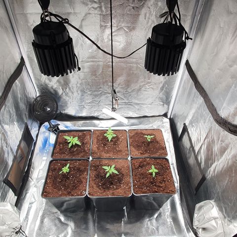 ZMAC growlog timeline photo