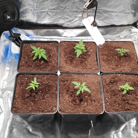 ZMAC growlog timeline photo