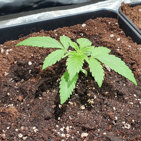 ZMAC growlog timeline photo