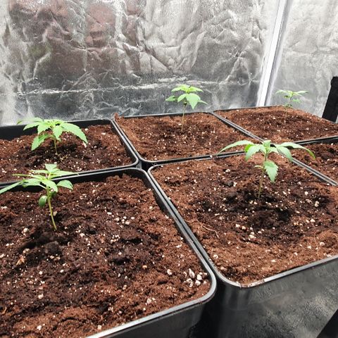 ZMAC growlog timeline photo