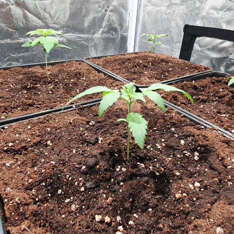 ZMAC growlog timeline photo
