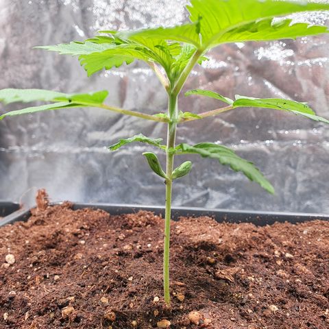 ZMAC growlog timeline photo