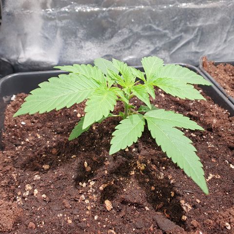 ZMAC growlog timeline photo