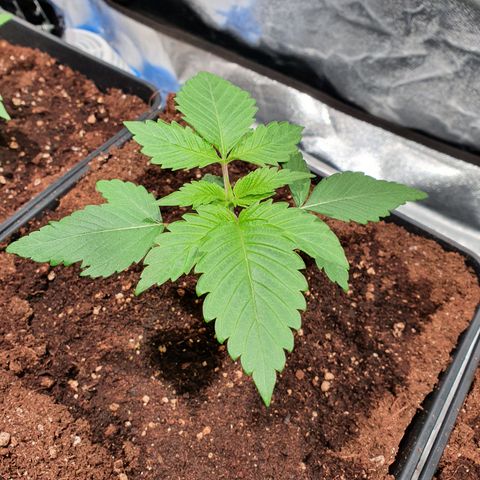 ZMAC growlog timeline photo