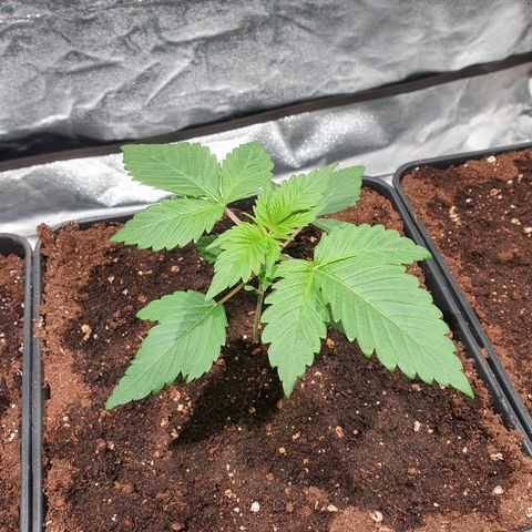 ZMAC growlog timeline photo