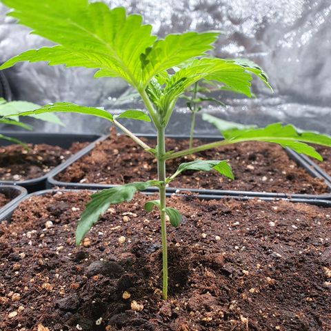 ZMAC growlog timeline photo