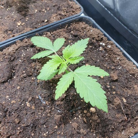 ZMAC growlog timeline photo