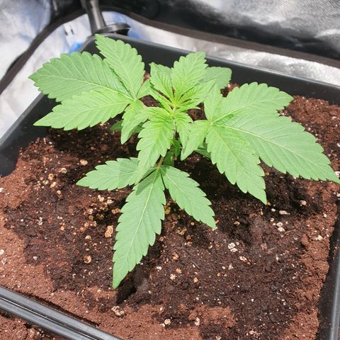 ZMAC growlog timeline photo