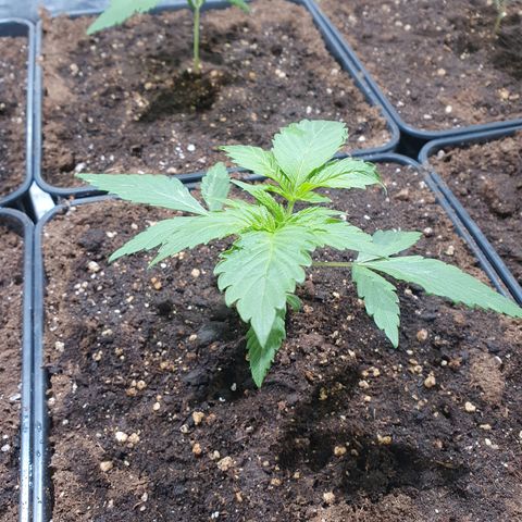 ZMAC growlog timeline photo