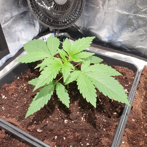 ZMAC growlog timeline photo