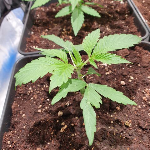 ZMAC growlog timeline photo