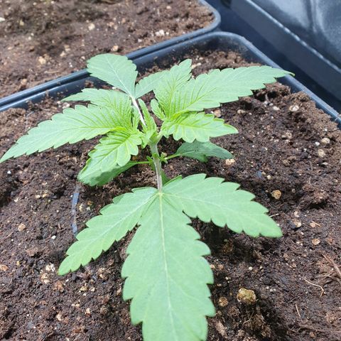 ZMAC growlog timeline photo